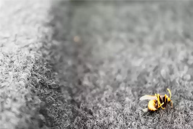 Free download Wasp Insect Nature -  free photo or picture to be edited with GIMP online image editor