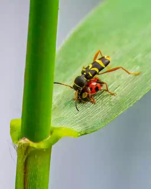 Free download wasp ladybug insect close up free picture to be edited with GIMP free online image editor
