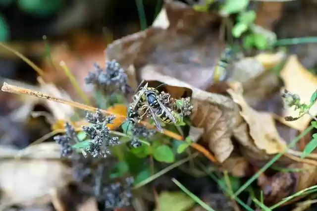 Free download wasps insects winged insect wings free picture to be edited with GIMP free online image editor