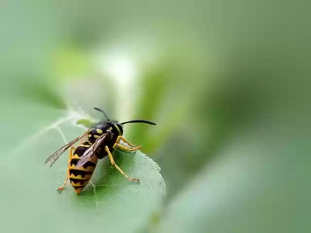 Free download wasp true wasp insect hymenoptera free picture to be edited with GIMP free online image editor
