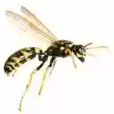 wasp wallpaper  screen for extension Chrome web store in OffiDocs Chromium