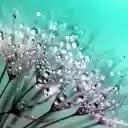 Water balloon flowers  screen for extension Chrome web store in OffiDocs Chromium