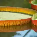 Water basket leaves  screen for extension Chrome web store in OffiDocs Chromium