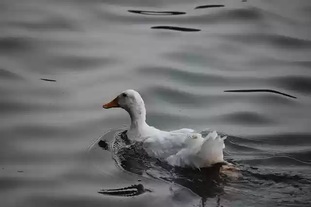 Free download Water Bird Duck -  free free photo or picture to be edited with GIMP online image editor