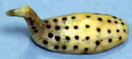 Free download Water Bird free photo or picture to be edited with GIMP online image editor