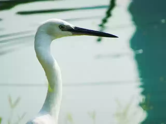 Free download water bird na nature animal lake free picture to be edited with GIMP free online image editor