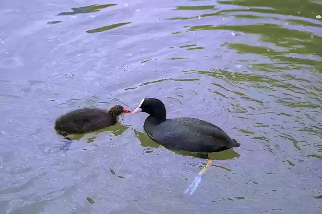 Free download Water Bird Ralle Coot -  free photo or picture to be edited with GIMP online image editor