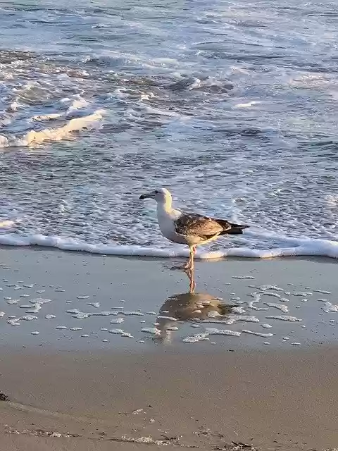 Free download Water Bird Waves -  free photo or picture to be edited with GIMP online image editor