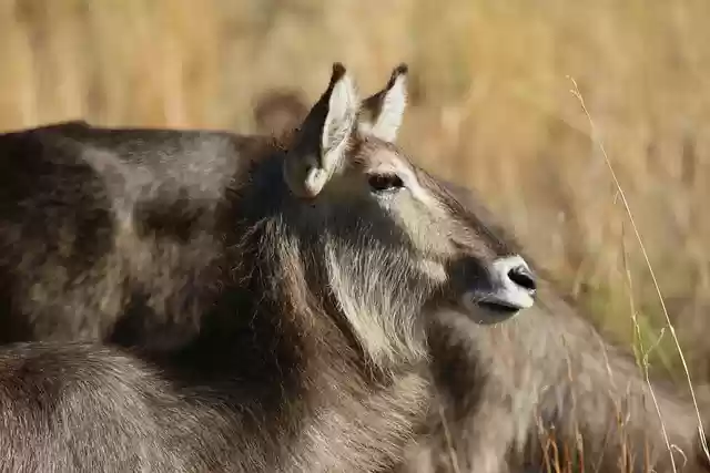 Бесплатно скачать уши водяного козла, смотреть в глаза, млекопитающее, бесплатное изображение для редактирования с помощью бесплатного онлайн-редактора изображений GIMP