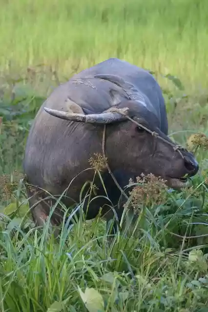 Free download water buffalo buffalo animal cow free picture to be edited with GIMP free online image editor