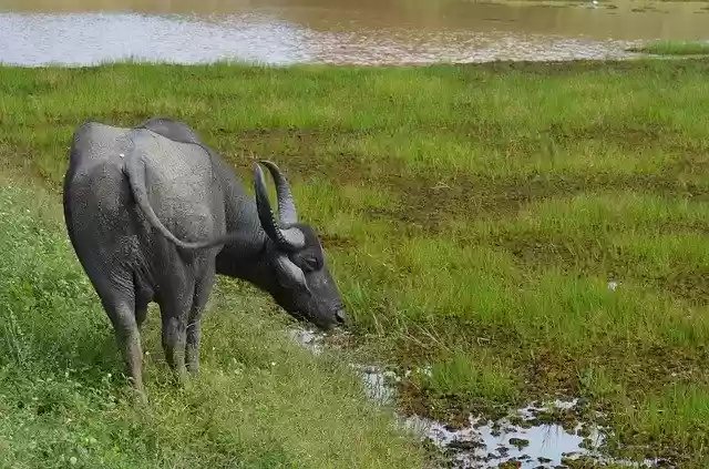 Free download Water Buffalo Sri Lanka Rice -  free photo or picture to be edited with GIMP online image editor
