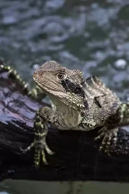 Free download water dragon eastern water dragon free picture to be edited with GIMP free online image editor