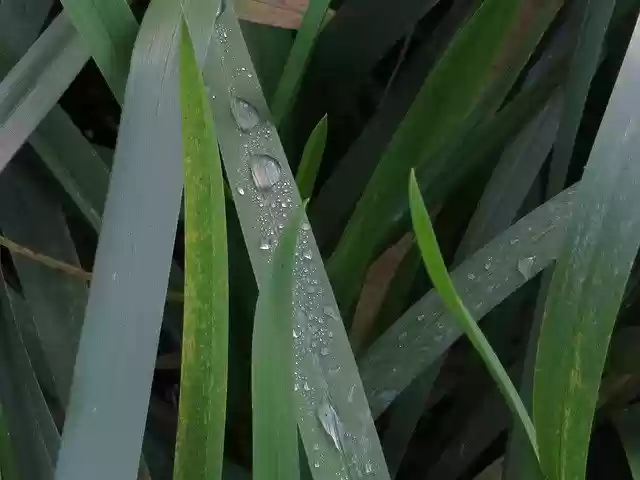 Free download Water Drop -  free photo or picture to be edited with GIMP online image editor