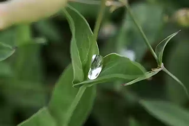 Free download Water Drop Morning Dew Dewdrop -  free photo or picture to be edited with GIMP online image editor