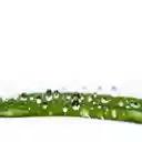 Water Drop on leaf  screen for extension Chrome web store in OffiDocs Chromium