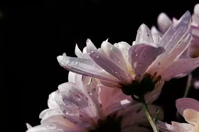 Free download Water Drops On Flower Pink White -  free free photo or picture to be edited with GIMP online image editor