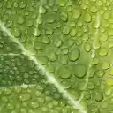 Water drops on leaves  screen for extension Chrome web store in OffiDocs Chromium