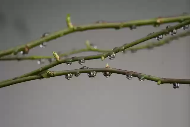 Free download water drops rain drops dew drops free picture to be edited with GIMP free online image editor