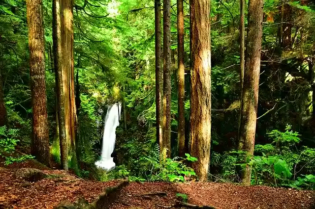 Free download Waterfalls Woods Forest -  free photo or picture to be edited with GIMP online image editor