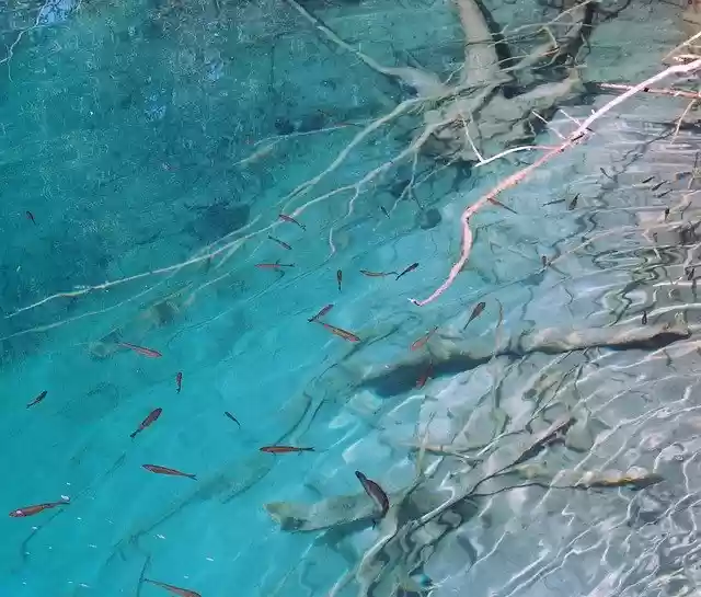 Free download Water Fish Underwater -  free illustration to be edited with GIMP free online image editor