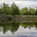 water grass forest  screen for extension Chrome web store in OffiDocs Chromium