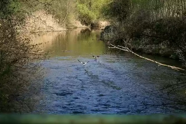 Free download Water Landscape Forest -  free free photo or picture to be edited with GIMP online image editor