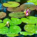 Water lilies blooming  screen for extension Chrome web store in OffiDocs Chromium