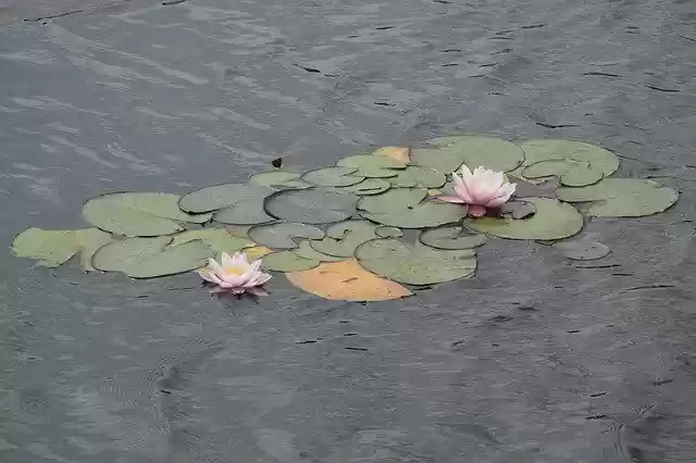 Free download Water Lilies Flowers -  free photo or picture to be edited with GIMP online image editor
