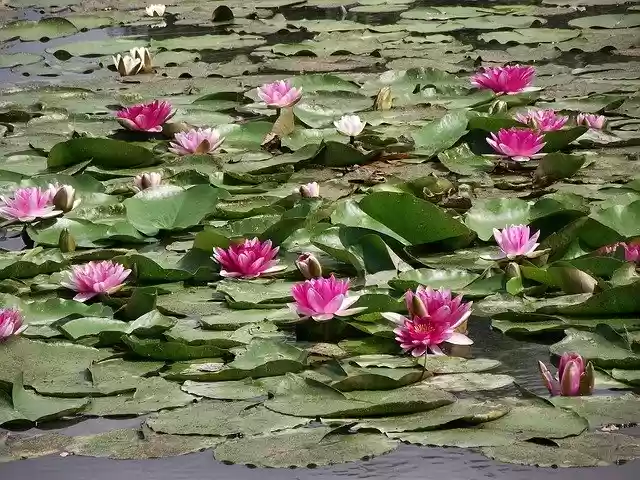 Free download Water Lilies Flowers Flourishing -  free photo or picture to be edited with GIMP online image editor