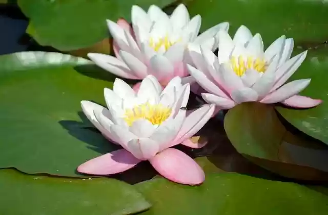 Free download water lilies nature blossoms flower free picture to be edited with GIMP free online image editor