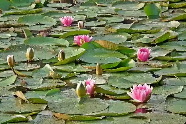 Free download Water Lilies Nature Pond -  free photo or picture to be edited with GIMP online image editor
