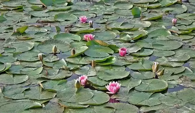 Free download Water Lilies Pink Lily -  free photo or picture to be edited with GIMP online image editor