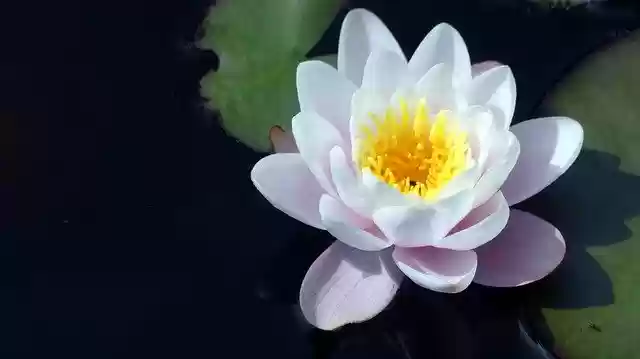 Free download Water Lily Garden Pond Aquatic -  free photo or picture to be edited with GIMP online image editor