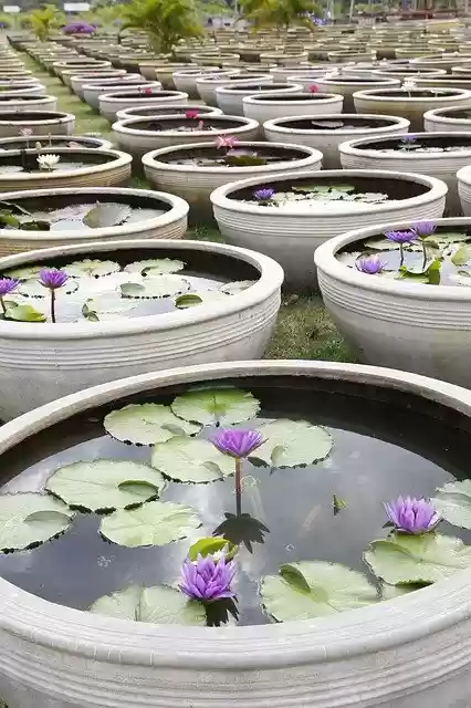 تنزيل Water Lily Garden Pond Ceramic مجانًا - صورة مجانية أو صورة ليتم تحريرها باستخدام محرر الصور عبر الإنترنت GIMP