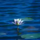 Water Lily in the Pond  screen for extension Chrome web store in OffiDocs Chromium