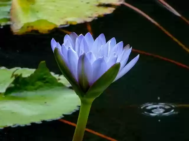 Free download Waterlily Lily Water -  free photo or picture to be edited with GIMP online image editor