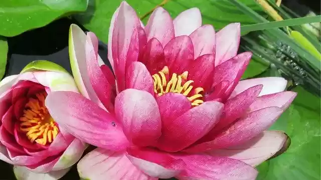 Free download Water Lily Pink Lotus -  free photo or picture to be edited with GIMP online image editor