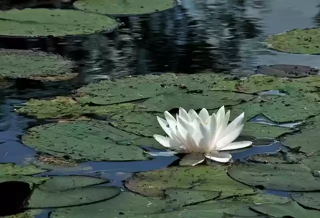 Water lily pond  screen for extension Chrome web store in OffiDocs Chromium