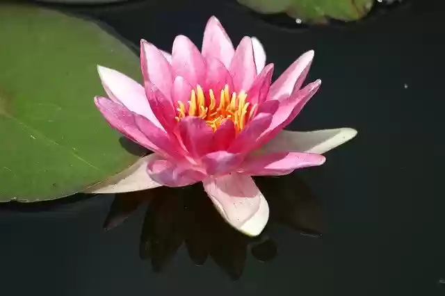 הורדה בחינם של Water Lily Pond Blossom תבנית תמונה בחינם לעריכה עם עורך התמונות המקוון של GIMP