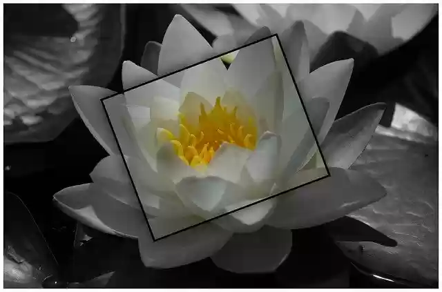 Free download Water Lily Pond Plant -  free photo or picture to be edited with GIMP online image editor