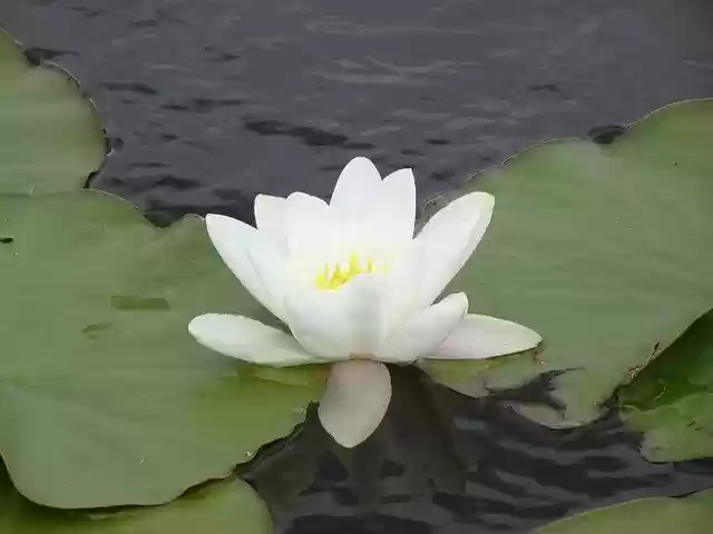 Free download Water Lily White -  free photo or picture to be edited with GIMP online image editor