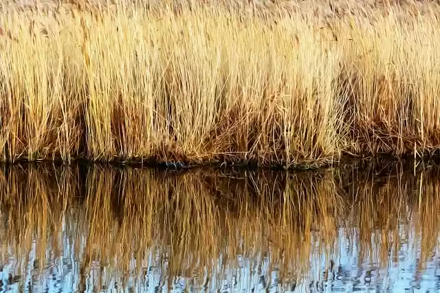 Scarica gratuitamente l'immagine morbida del riflesso dell'acqua con canna da modificare con GIMP, editor di immagini online gratuito.