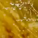 Water stagnates on the grass  screen for extension Chrome web store in OffiDocs Chromium