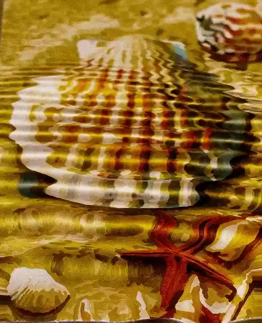 Free download Wave Shell Starfish -  free illustration to be edited with GIMP free online image editor