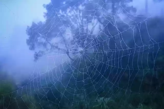 Free download Web Spider Nature -  free free photo or picture to be edited with GIMP online image editor