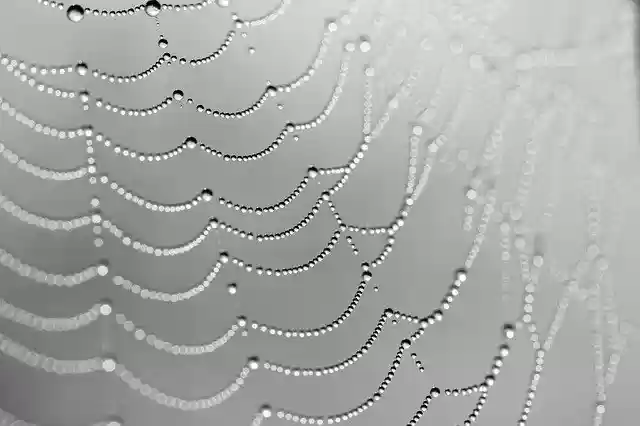 Free download Web Spiders Dew Morning -  free photo or picture to be edited with GIMP online image editor