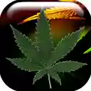 Weed  screen for extension Chrome web store in OffiDocs Chromium