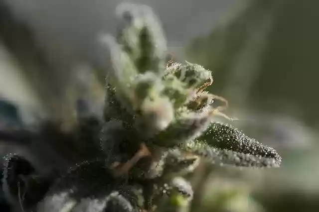 Free download Weed Trichomes Ganja -  free photo or picture to be edited with GIMP online image editor