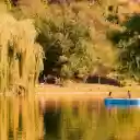 Weeping Trees by the Lake  screen for extension Chrome web store in OffiDocs Chromium