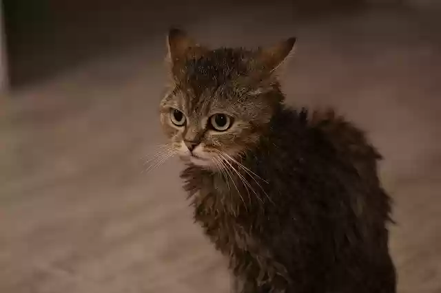 Free download wet cat i love it bathing wool free picture to be edited with GIMP free online image editor